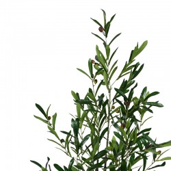 Decorative plant Olive tree in a pot Inart green pp H120cm
